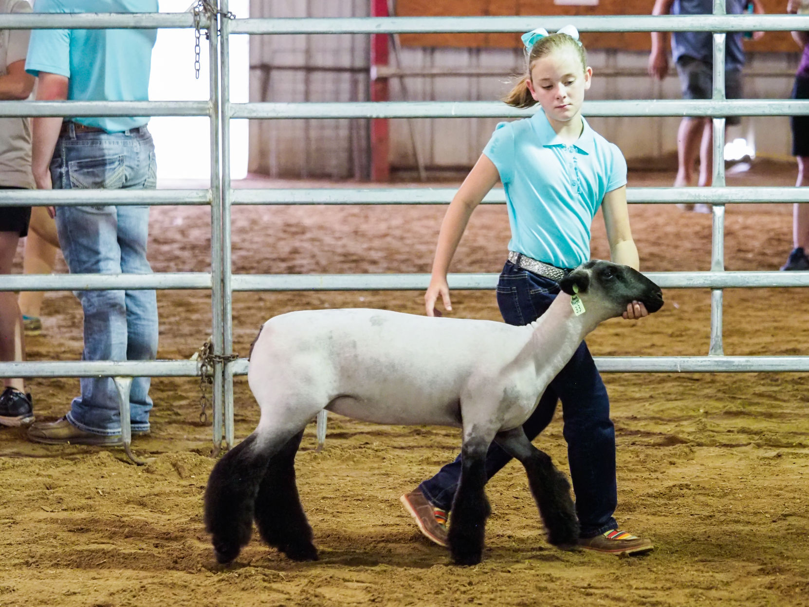 190824_drc_news_SheepGoat_5.JPG